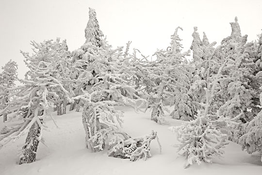 Frost on trees Snowy trees Mt. Bachelor Oregon