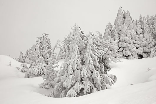 Frost on trees Snowy trees Mt. Bachelor Oregon