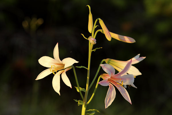 Washington lily near Diamond Peak, Cascade Mountains, Oregon.