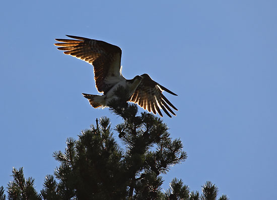 Osprey, Crane Prairie Lake, Cascade Lakes, Oregon.
