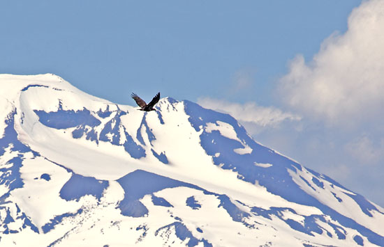 Flying Eagle, South Sister, Cascade Mountains Oregon.
