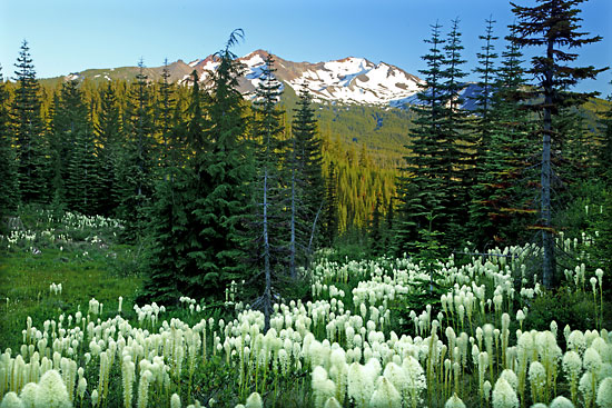 Beargrass, Diamond Peak, Cascade Mountains, Oregon.