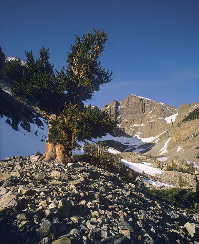 Bristlecone Pine Wheeler Peak Great Basin National Park, photographer - Fine Art Photography