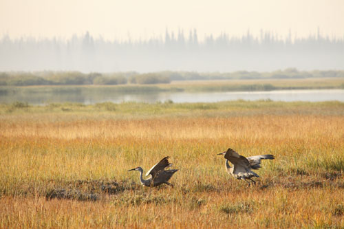 Cranes at Sparks Lake Mt Bachelor Oregon