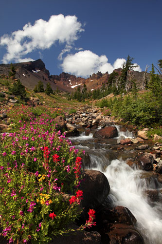 Wildflowers Indian Paintbrush Crater Creek Broken Top Mountain, Bend, Oregon