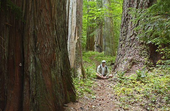 Self portrait Douglas Fir Western Red Cedar, Oregon Old growth.