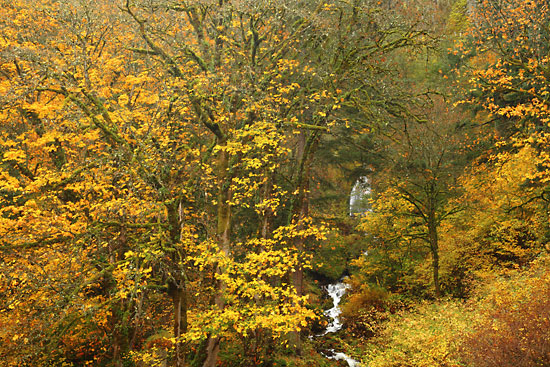 Trails and Waterfalls in the Columbia Gorge, Oregon