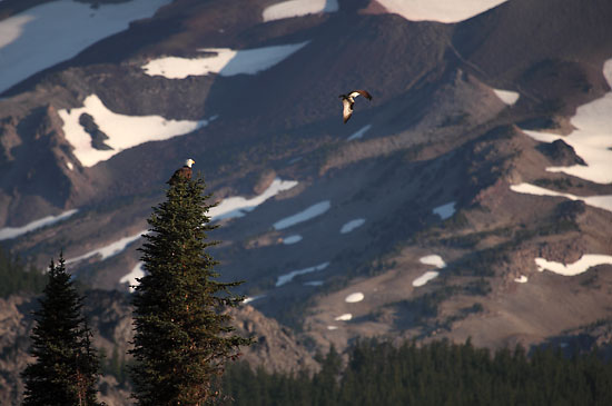 Eagle and Osprey, Sparks Lake and South Sister, Cascade Lakes, Oregon.