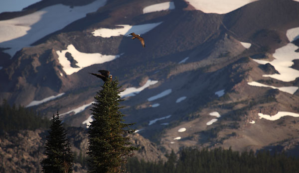 Eagle and Osprey, Sparks Lake and South Sister, Cascade Lakes, Oregon.