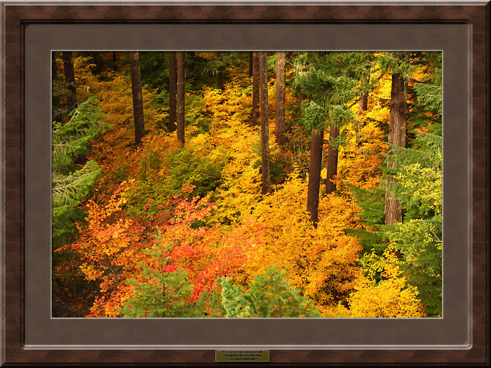 Fall Colors Foliage and Douglas Fir trees Willamette Pass, Oregon