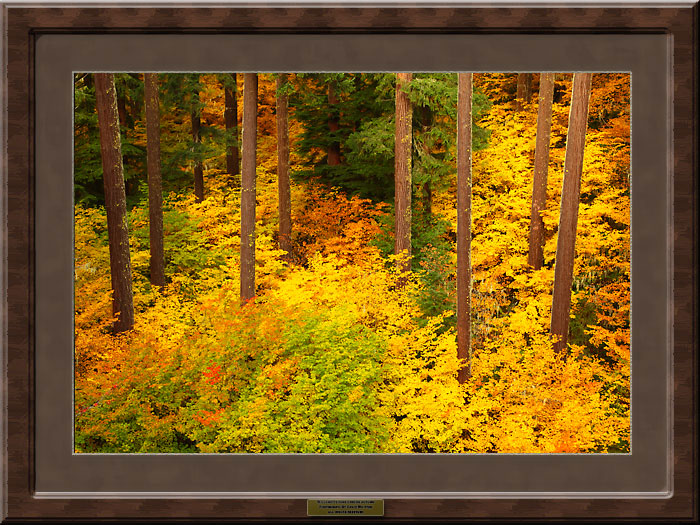 Fall Colors Foliage and Douglas Fir trees Willamette Pass, Oregon