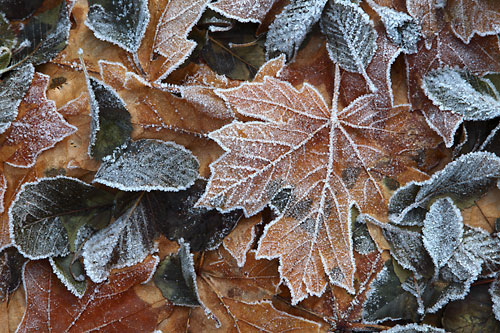 Frost on Leaves.