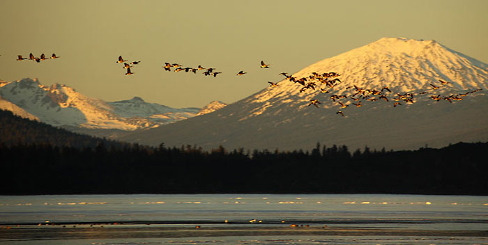  Geese, Mt. Bachelor, Cascade Mountains, Oregon.