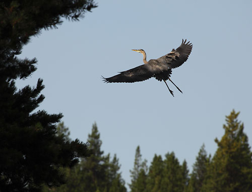 Heron, Crane Prairie Lake, Cascade Mountains, Oregon.