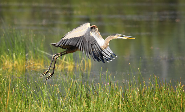 Heron, Crane Prairie Lake, Cascade Mountains, Oregon.