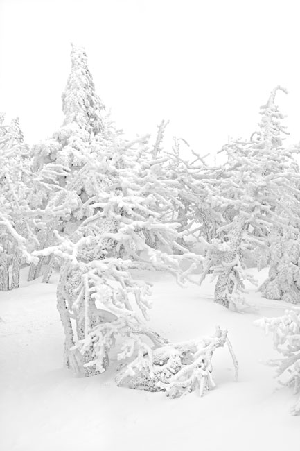 Winter Forest Elfin-wood, Krummholz, Cascade Mountains, Oregon.
