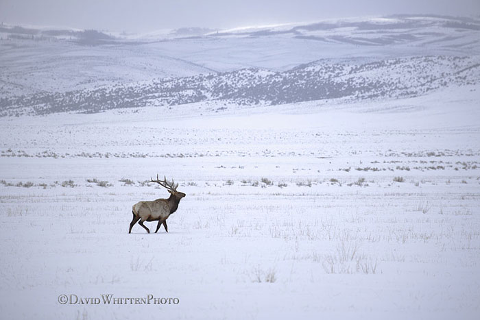 Photograph by David Whitten - Bull elk, Wyoming