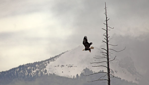 Bald Eagle in flight photograph Photography by David Whitten.