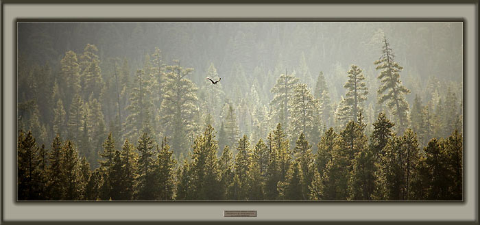 Osprey flying over forest picture, Oregon Cascade Mountains