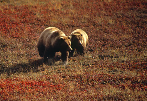 Grizzly Bears Momma bear and baby bear, Denali National Park, Alaska, photographer - David Whitten Photography davidwhittenphoto.com