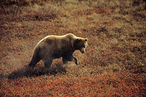 Grizzly Bears Momma bear, Denali National Park, Alaska, photographer - David Whitten Photography davidwhittenphoto.com