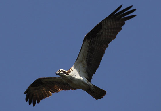 Osprey, Crane Prairie Lake, Cascade Mountains, Oregon.