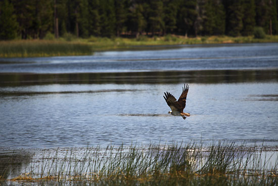 Osprey, Crane Prairie Lake, Oregon, Cascade Lakes.