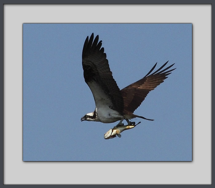 Osprey with fish, Crane Prairie Lake.