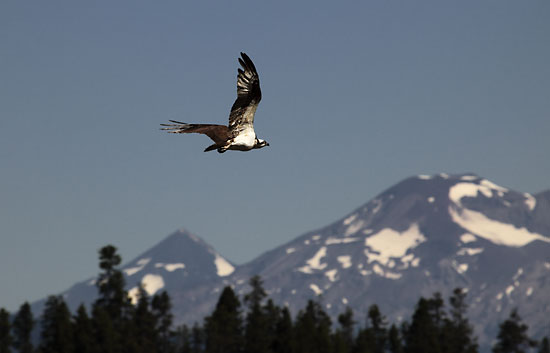 Osprey over South Sister, Crane Prairie Lake, Oregon