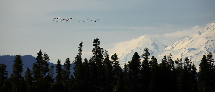 Osprey, Crane Prairie Lake, Oregon