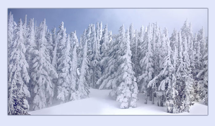 Snow Covered Douglas Fir Forest, Cascade Mountains, Oregon.