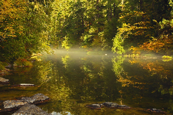 Steamboat Creek Umpqua National Forest