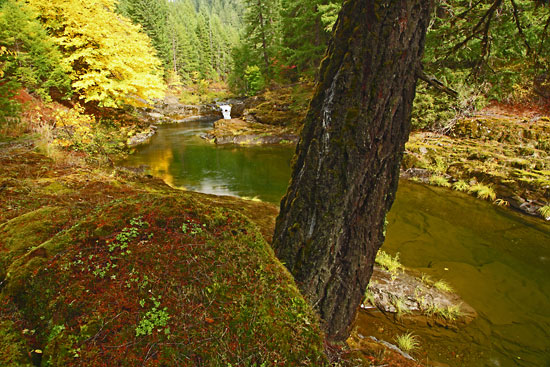 Steamboat Creek Umpqua National Forest