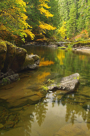 Steamboat Creek Umpqua National Forest