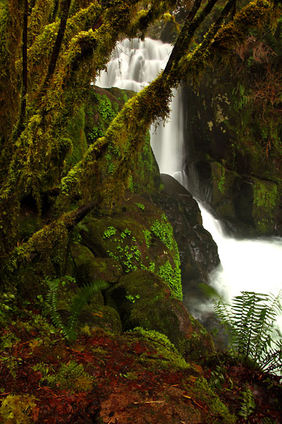 Sweet Creek Oregon Coast Range Mapleton