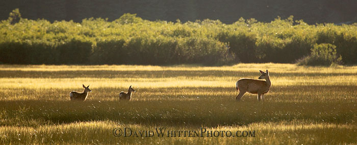 Mule Deer, Cascade Mountains, Oregon - Fine Art Photography, Limited edition photograph by David Whitten