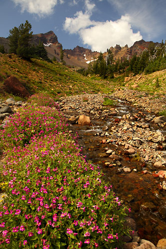 Wildflowers and Crater Creek, Broken Top Mountain, Cascade Mountains, Bend, Oregon