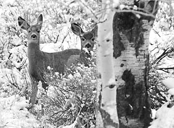 Mule Deer Fawns Black and White Photograph