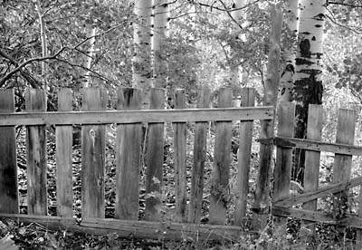 Aspen Trees and Fence Park City Utah Black and White Photograph