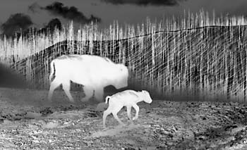 Black and White Photograph negative Ghost Buffalo Yellowstone National Park Wyoming
