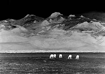 Five Horses Black and White Photography