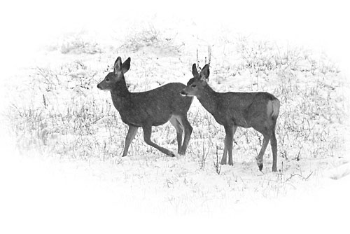 Black and White Photograph Utah Uinta Mountains photographer David Whitten, Mule Deer Fawns