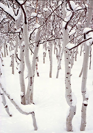 Aspen Trees Winter Snow