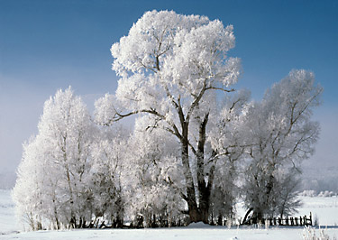 Winter Cottonwoods Frost Utah David Whitten Photo