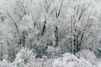 Black and White Photograph Winter Cottonwoods