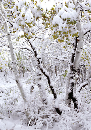 First Snow Aspen Trees photograph by David Whitten