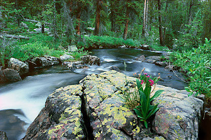 Parry's Primrose Stillwater Fork High Uintas Wilderness Uinta Mountains Utah Photographer David Whitten