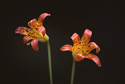 Lilies - Sierra Nevada, California