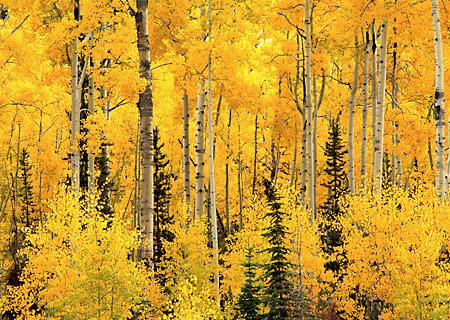 Autumn Aspen Trees Uinta Mountain National Forest Foliage
