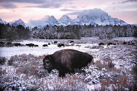 Wildlife photography Bison Buffalo Grand Teton National Park Wyoming